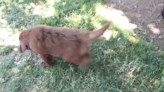 Newfoundland Puppies For Sale