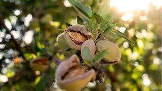 UC Davis Works with Growers to Keep Almonds Thriving