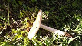 UYOGA_POISONOUS MUSHROOM???