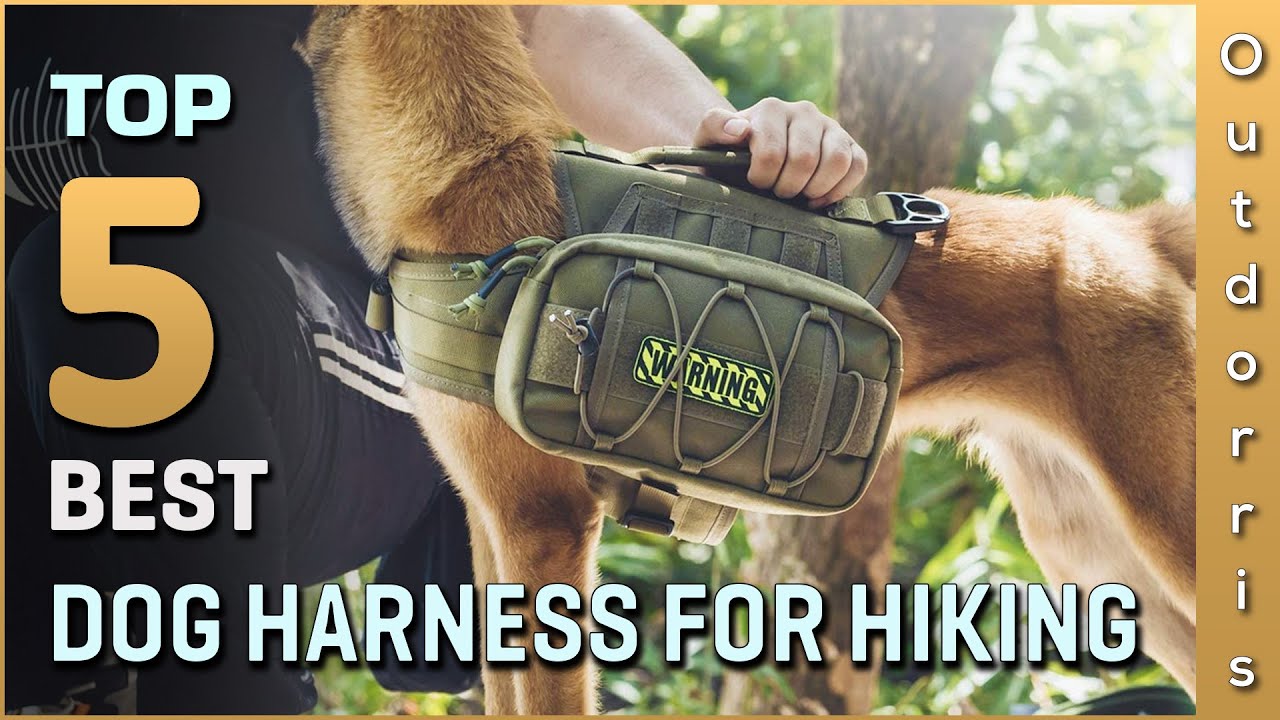 Top 5 Best Dog Harnesses for Hiking Review in 2023 YouTube