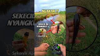 Ngakak! Gabus sekorek api aja bisa nyangkut 😂 #mancing #fishing #casting #fyp #viralshort