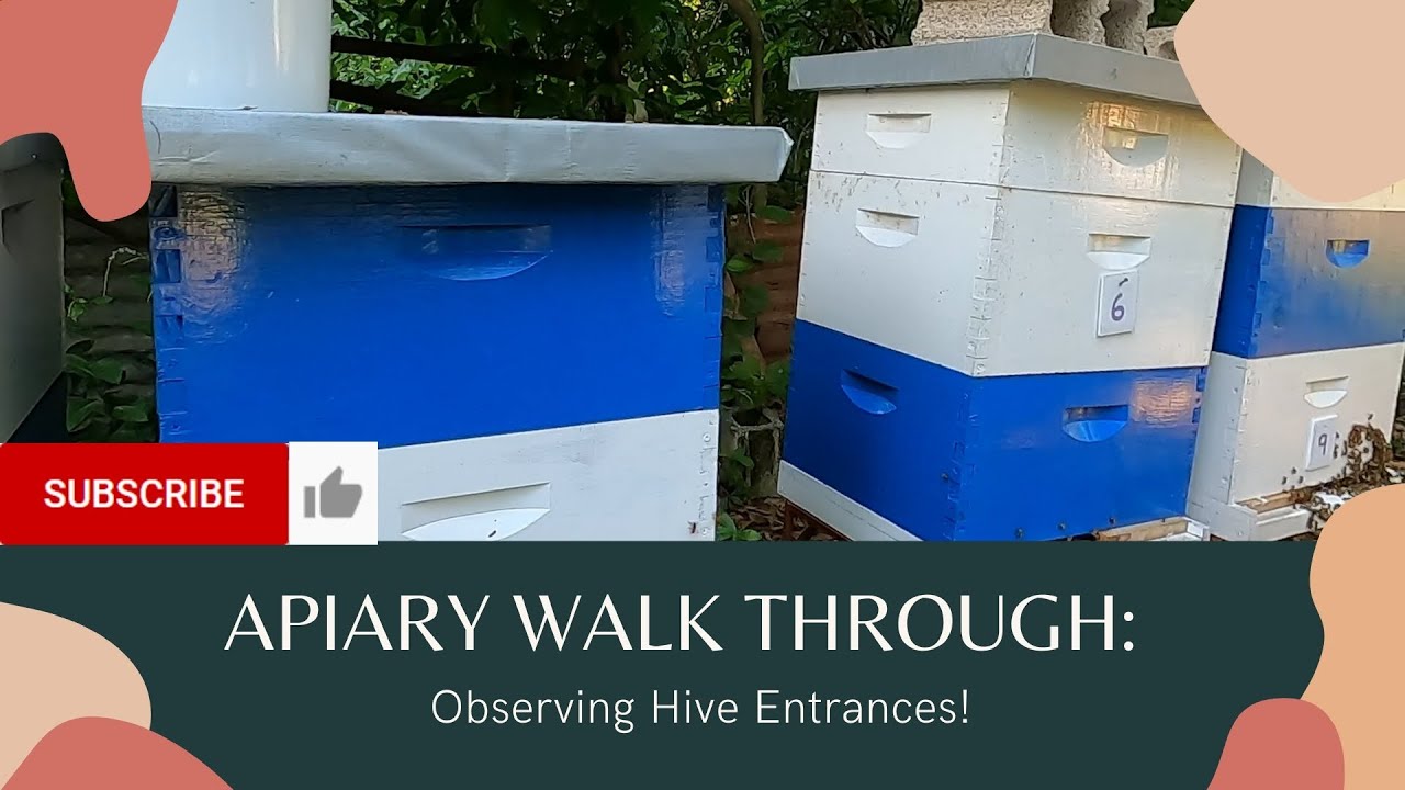 Beekeeping in Jamaica Apiary Walk Through Observing Hive Entrances! YouTube