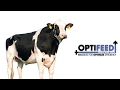 Optifeed sires frazzled and sons