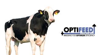 OPTIFEED sires: FRAZZLED and sons