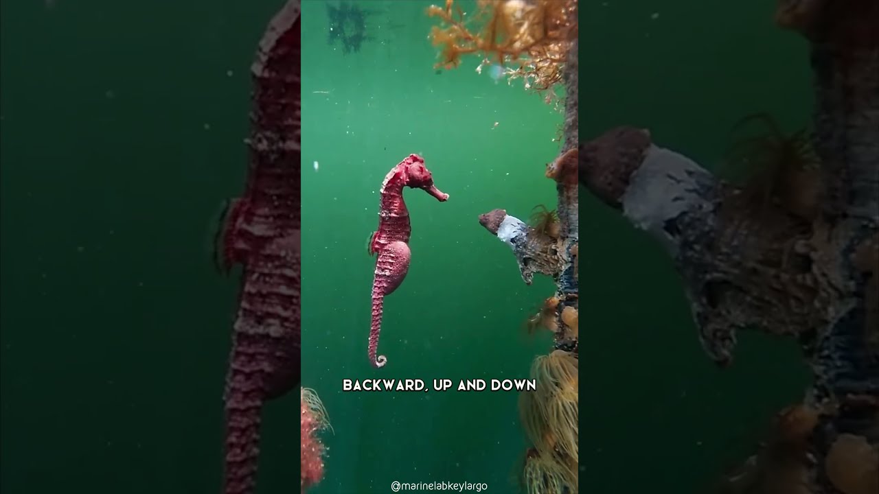 Seahorse The Fish That Is So Un Like Shorts