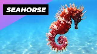 Seahorse  The Fish That Is So UnFishLike! #shorts