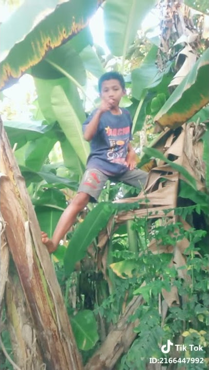 Jatoh Dari pohon pisang versi Tik Tok