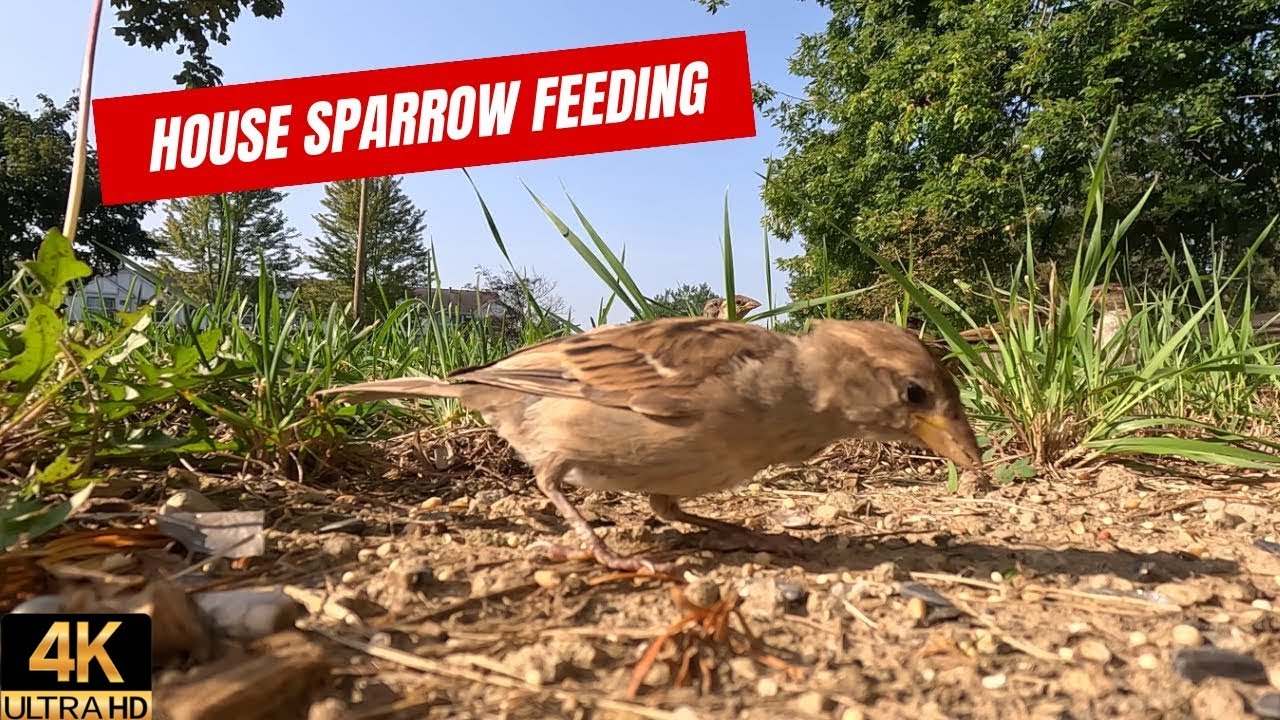House sparrow birds youtube YouTube