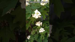Oak Leaf Hydrangeas - Hydrangea quercifolia screenshot 4