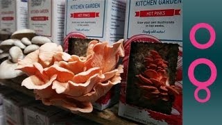 Growing mushrooms with... coffee grounds