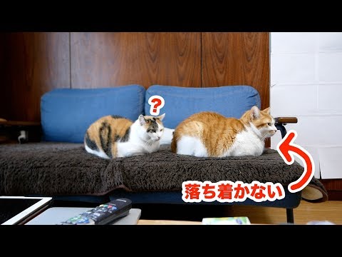 猫 背後に座る 猫 背後に座る