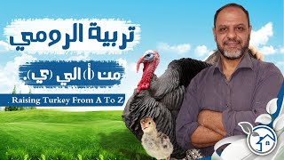 كل ما تريد معرفته عن تربيه الدجاج الرومى من واقع خبره