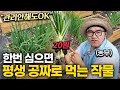 &quot;씨앗만 던져두세요.&quot; 사먹기는 비싼데 키우기는 너무 쉬운 채소 (달그닥TV 1부)