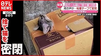 捨て猫 Youtube