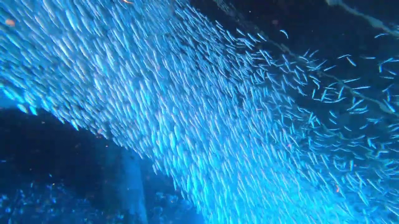 にへいどんのぶらり水中散歩　沖縄ゴリラチョップ　ミズン（沖縄での名称はミジュン）の群れ　2026 1