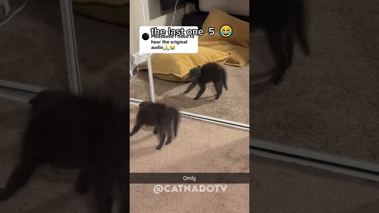 funny cat videos 😂😂😂