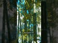 Arashiyama Bamboo Grove: Kyoto's Tranquil Oasis in 25 Seconds! 🎋✨ #ArashiyamaBambooGrove #Shorts