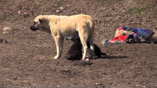 Female Of A Tajik Shepherd Dog Fights A Male Over Her Puppies