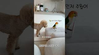 쓰레기도 소중해 #pet #강아지 #동물키우기 #cute #pets #반려견 #반려조#앵무새#귀여운#dog#parrot#cute