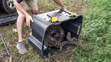 From Rescue to Release: A Python’s Triumphant Comeback
