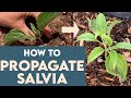 How To PROPAGATE SALVIA (Easy, For Beginners)