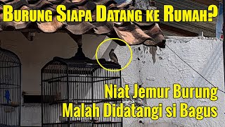 SIAPAPUN BAHAGIA DAPAT BURUNG INI... PAGI-PAGI ADA BURUNG LEPASAN, JINAK, MULUS, DAN BAGUS