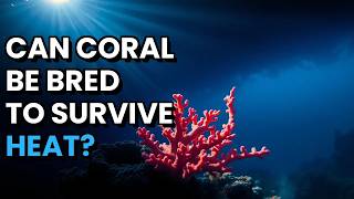 Meet The Coral Being Bred To Survive Hotter Oceans