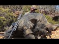 Wild BOARS | Pig Hunting AUSTRALIA | Saratoga