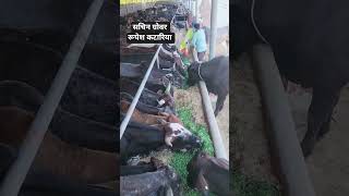 animal video #cow #shorts #trending #rescue #viral #animals #help #nakodar #shortvideo #viralshorts