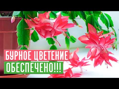 ДЕКАБРИСТ ЗАЦВЕТЕТ 100, ЕСЛИ ВЫ БУДЕТЕ СЛЕДОВАТЬ ИНСТРУКЦИИ / Садовый гид