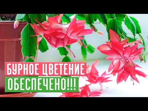 ДЕКАБРИСТ ЗАЦВЕТЕТ 100, ЕСЛИ ВЫ БУДЕТЕ СЛЕДОВАТЬ ИНСТРУКЦИИ / Садовый гид