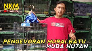 tahu tidak manfaat lebih voer TOPSONG umtuk MURAI BATU makin gacor