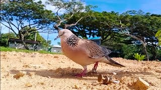 Kepuasan & ketenangan memikat burung tekukur / dekukur.. Tuah Pikat Terkukur tapau 2 burung mantap!