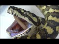 カーペットパイソンの食事風景~ピンクラット編~ Carpet Python Feeding On Pinky Rat