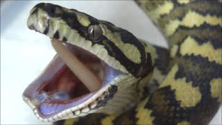 カーペットパイソンの食事風景～ピンクラット編～ Carpet Python Feeding On Pinky Rat