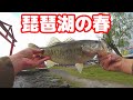 春の琵琶湖でバス釣り! 【フリックシェイク スピナーベイト ヘビキャロ 】
