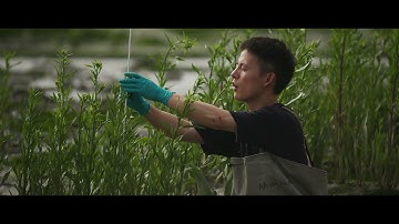 Estuarine and delta research | NIOZ