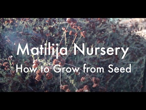 Matilija Middle School: How to Grow Native Plants from Seed