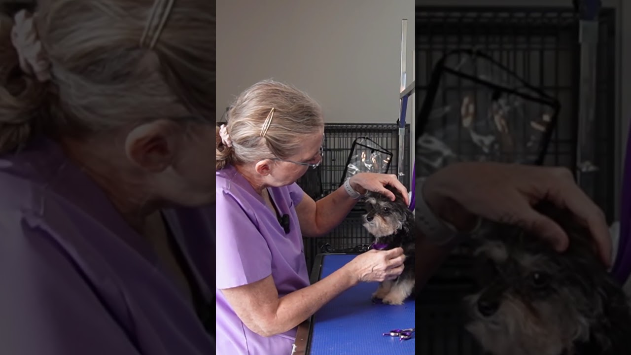 Gentle Grooming Trusting the Process 💖