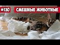 Смешные животные - кот и бумага | Bazuzu Video ТОП подборка 130, апрель 2018
