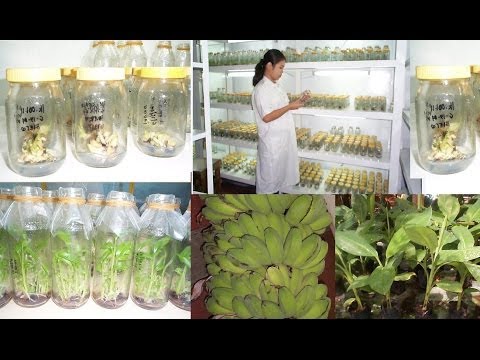 Plant biotechnology 4 plant tissue culture protocol