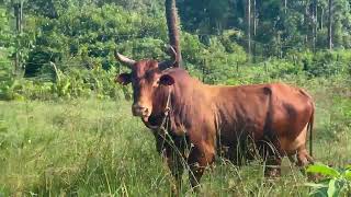 Akusanganwa La Kimina Sekusele Kancane Ukuthi Sifihle Ingqu Izinquluakulahlwa Mbeleko Ngakufelwa