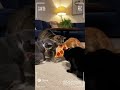 cat funy  #sora2 #funny #babyanimal #babyfunny #cute #babypet #babyandcat #cat #babyanimals