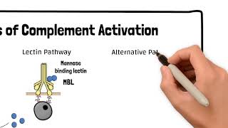The Three Pathways of Complement Activation