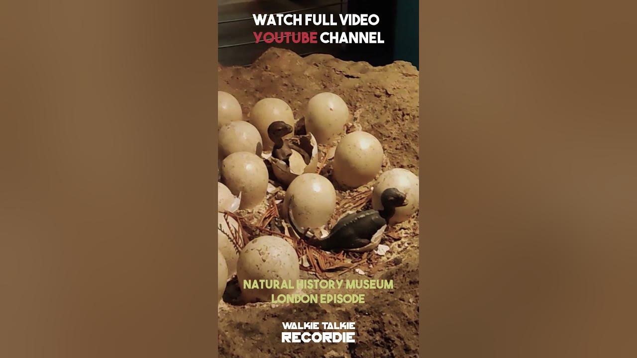 Natural History Museum Promo london shorts naturalhistorymuseum natural-history-museum-promo-london-shorts-naturalhistorymuseum