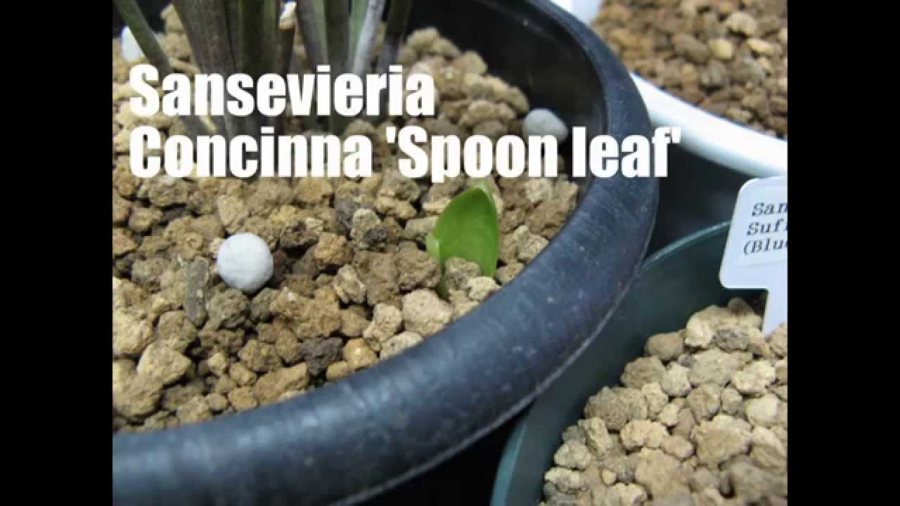 【Sansevieria Concinna 'Spoon leaf'】movement YouTube