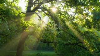 Beautiful Summer Morning In The Forest Sun Rays Break Through The Foliage Of Magnificent Green Tree