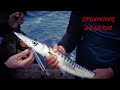 Spinning algerie   peche du barracuda au leurre herakles long jhon