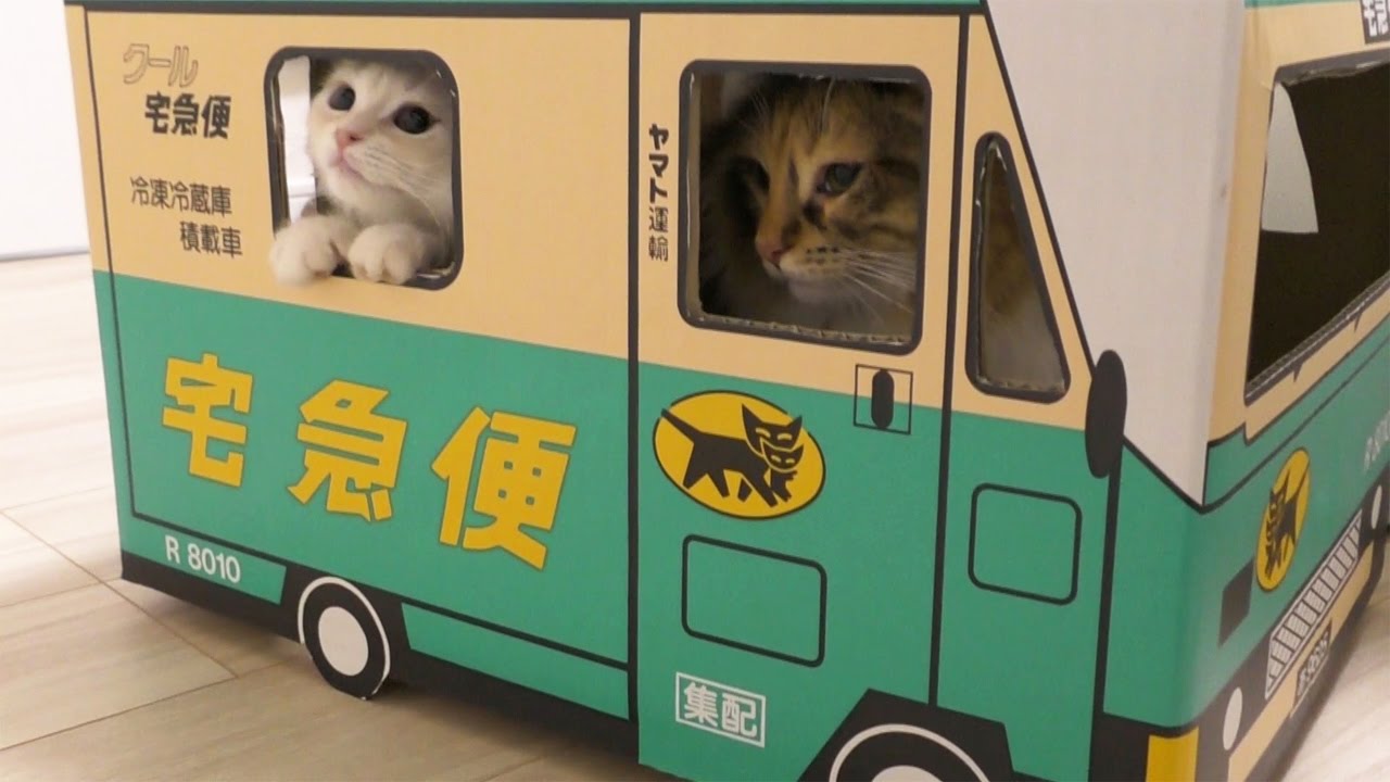 猫にダンボールでトラック作ってみた Youtube