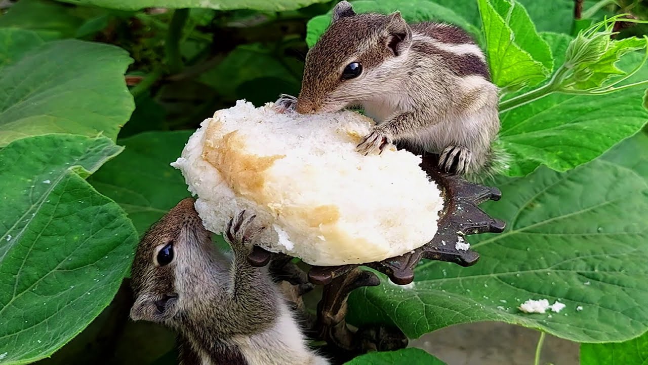 Amazing Squirrel Movies—Videos and Movies for Cats to Watch YouTube